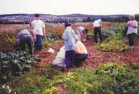 harvesting